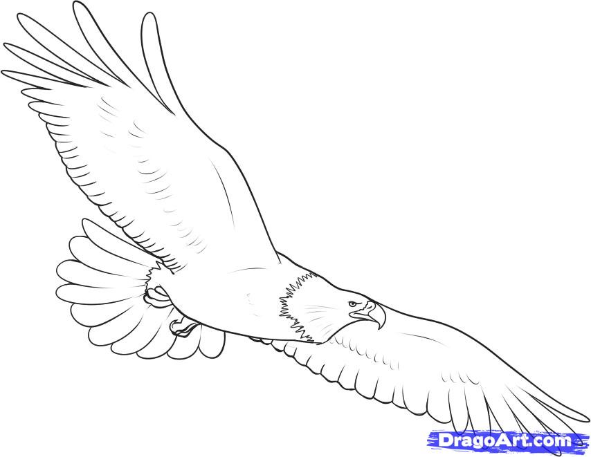 854x661 Photos How To Draw A Flying Eagle - Eagle Flying Drawing