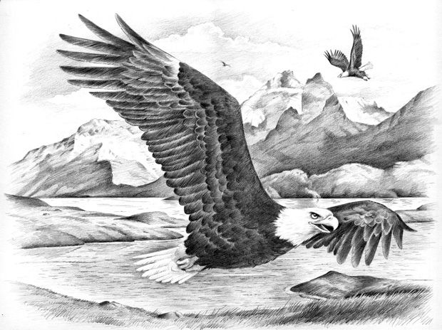 620x464 Flying Eagle Sketch - Eagle Flying Drawing