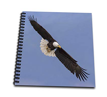 425x386 Danita Delimont - Eagle Flying Drawing