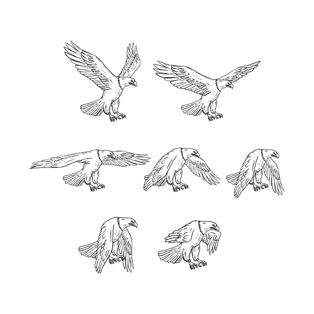 630x630 Bald Eagle Flying Drawing Collection Set - Eagle Flying Drawing