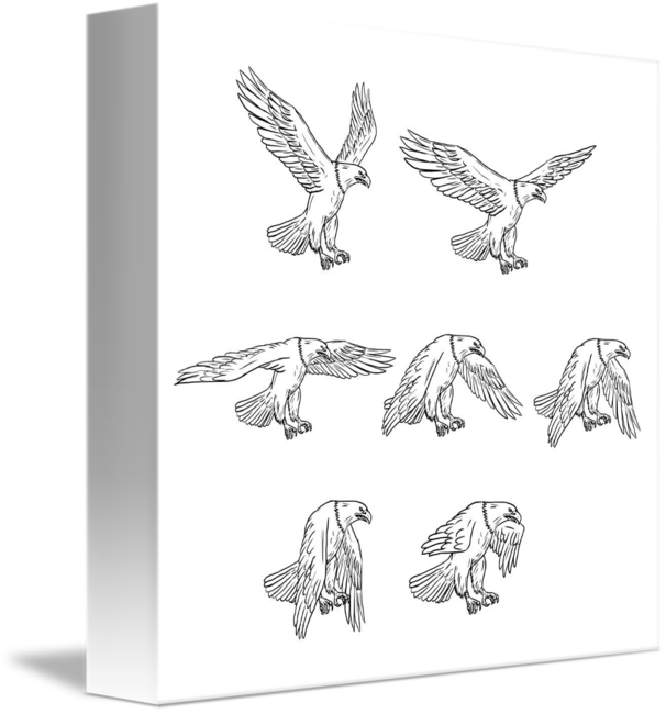 606x650 Bald Eagle Flying Drawing Collection Set - Eagle Flying Drawing