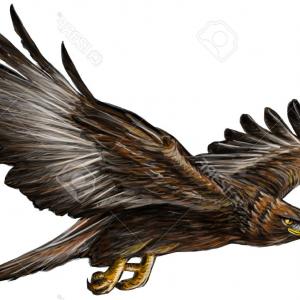300x300 Bald Eagle Flying Drawing Vector Sohadacouri - Eagle Flying Drawing