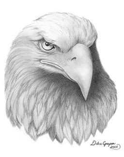 256x324 drawing eagle head diere fotos drawings, bird drawings, eagle - Eagle Head Drawing