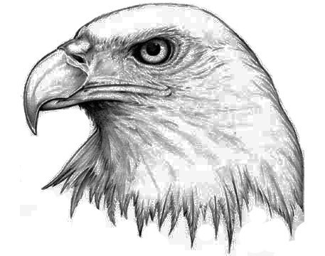 Eagle Head Drawing at PaintingValley.com | Explore collection of Eagle ...
