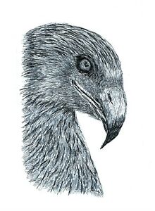 220x300 eagle head - Eagle Head Drawing