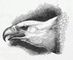 250x207 eagle head drawing - Eagle Head Drawing