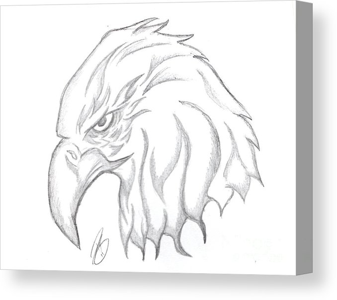678x604 eagle head drawing canvas print canvas art - Eagle Head Drawing