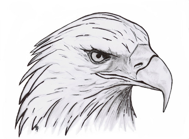 620x456 eagle head drawing - Eagle Head Drawing