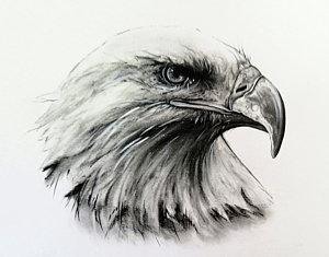 300x235 eagle head drawings - Eagle Head Drawing