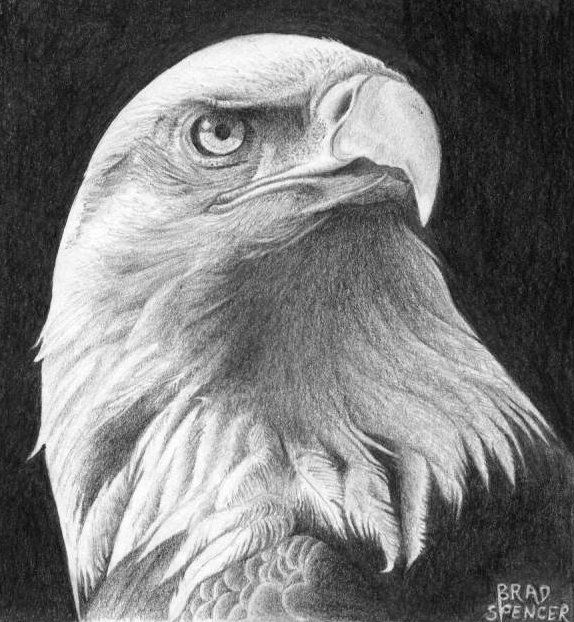 574x622 gallery for gt eagle head drawing projects to try in eagle - Eagle Head Drawing
