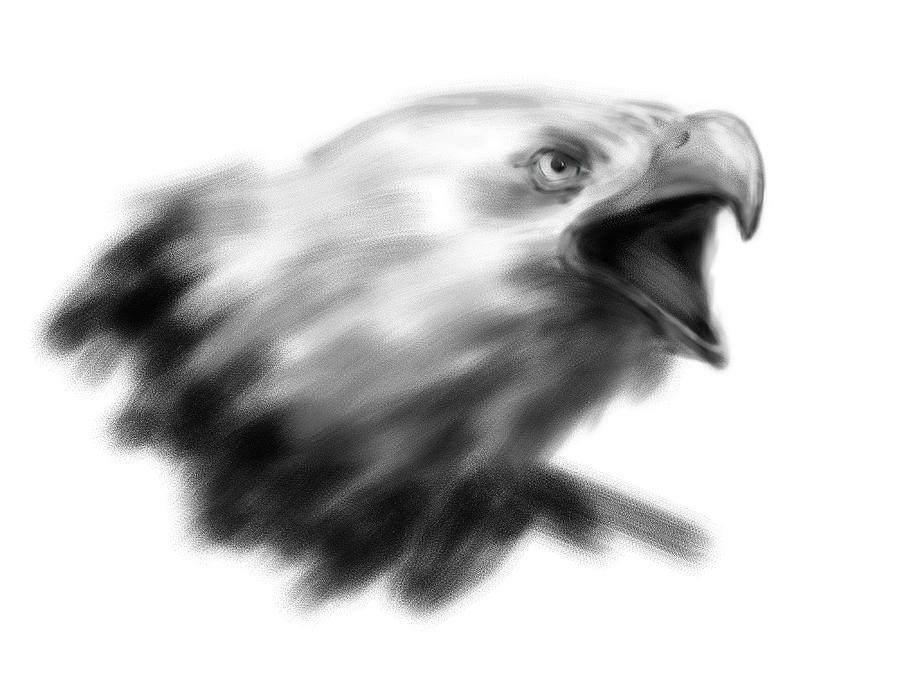 900x675 hand drawing eagle head digital illustration drawing - Eagle Head Drawing