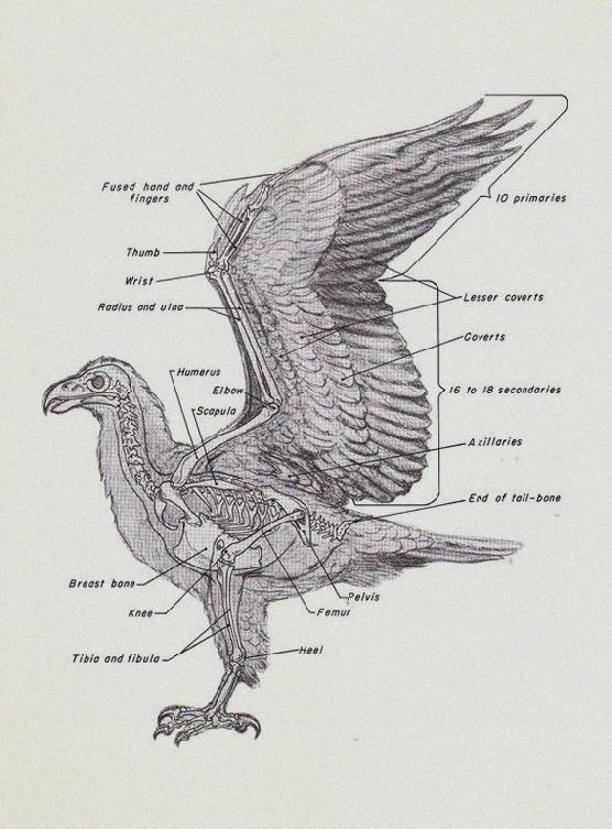 556x753 how to draw a bald eagle head step - Eagle Head Drawing