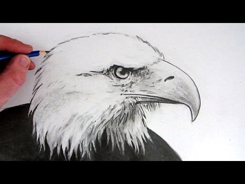 480x360 how to draw an eagle's head tl - Eagle Head Drawing