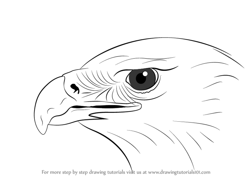 Eagle Head Drawing at PaintingValley.com | Explore collection of Eagle ...