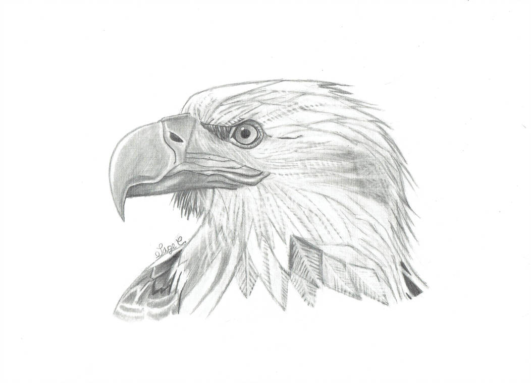 Голова орла рисунок карандашом