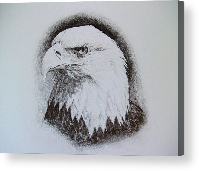666x575 bald eagle head study acrylic print - Eagle Head Drawing