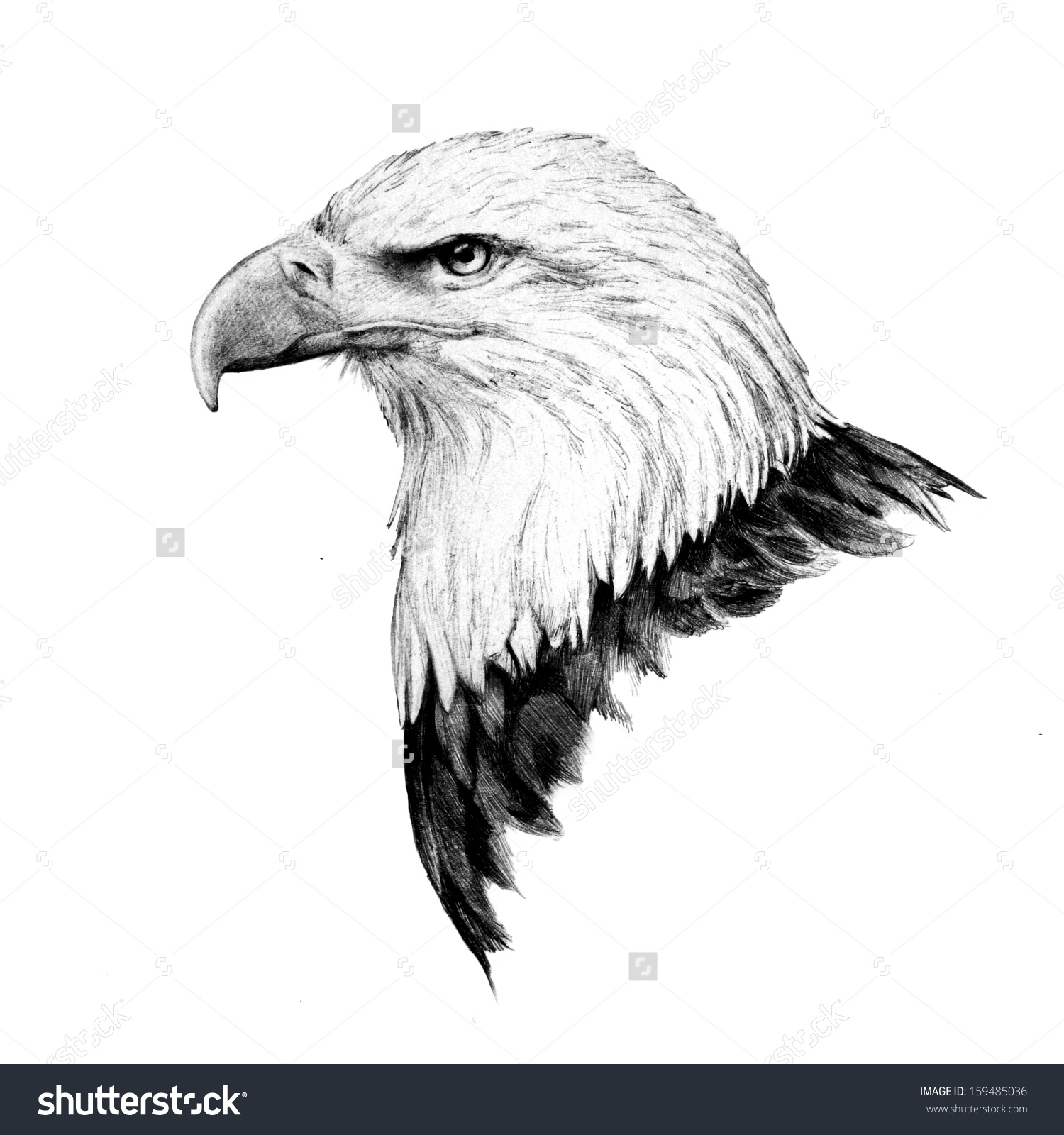 1500x1600 bald eagle head drawings - Eagle Head Drawing