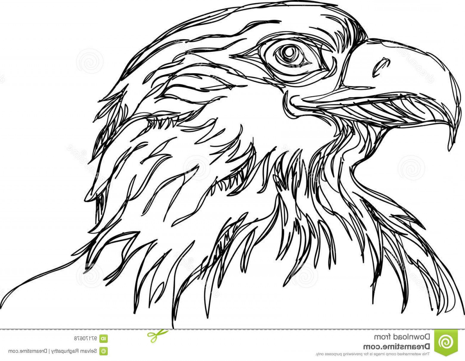 1560x1213 Eagle Line Art Vector Soidergi - Eagle Head Line Drawing
