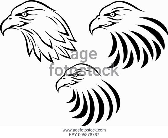 568x467 Eagle Head Line Stock Photos And Images Age Fotostock - Eagle Head Line Drawing