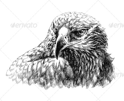 500x405 Eagle Head Line Art - Eagle Head Line Drawing