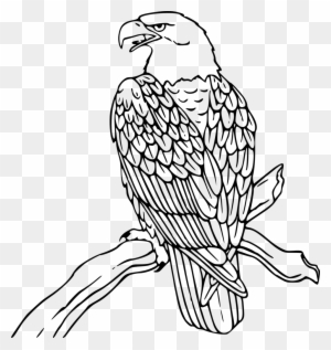 300x317 Free Line Drawings Clip Art, Transparent Png Clipart Images Free - Eagle Head Line Drawing