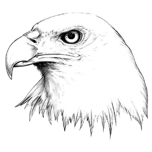 610x610 Tattoo Designs Eagle Drawing - Eagle Head Line Drawing