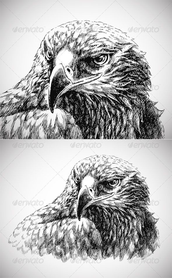 590x953 Pin On Tattoos - Eagle Head Line Drawing
