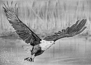 300x213 eagle flight drawings pixels - Eagle In Flight Drawing