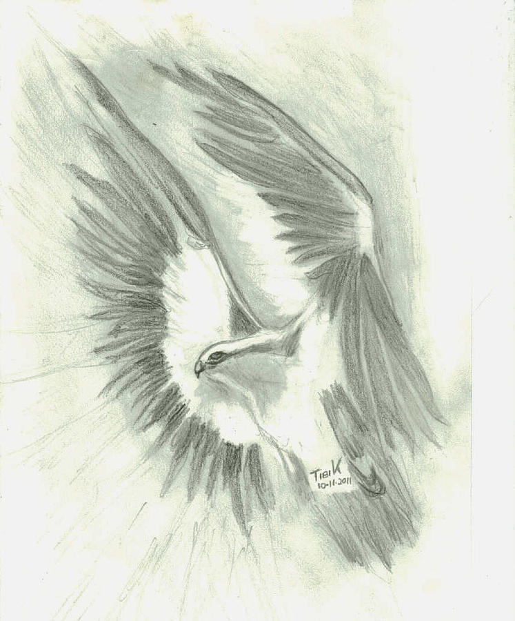 747x900 Eagle Flying High Drawing - Eagle In Flight Drawing