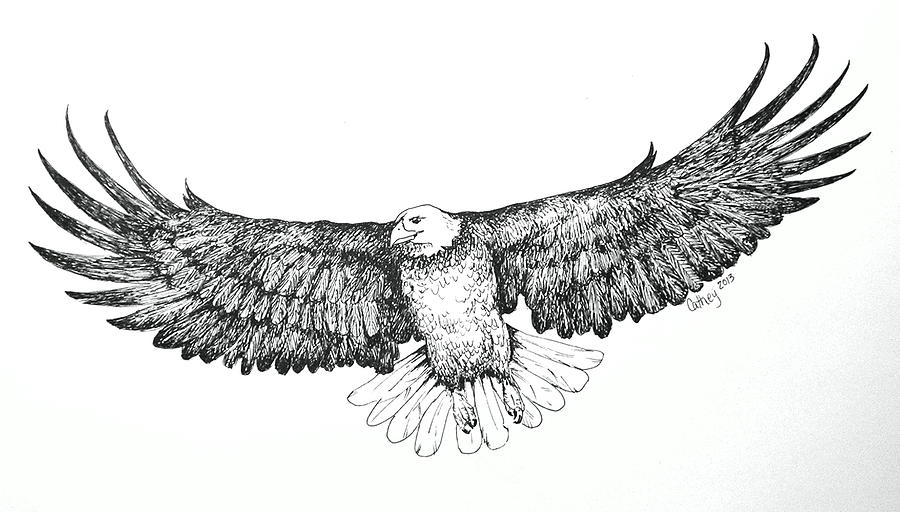 900x512 eagle in flight drawing - Eagle In Flight Drawing