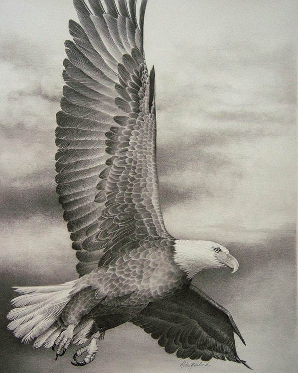 598x750 eagle in flight - Eagle In Flight Drawing