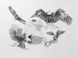 300x225 Eagle Montage Drawing - Eagle In Flight Drawing