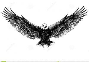 300x210 Flying Eagle Drawings In Pencil Drawings Of American Bald Eagles - Eagle In Flight Drawing
