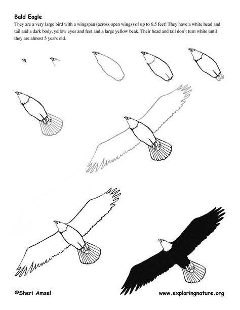 474x613 How To Draw An Eagle Flying Books In Drawings, Eagle - Eagle In Flight Drawing