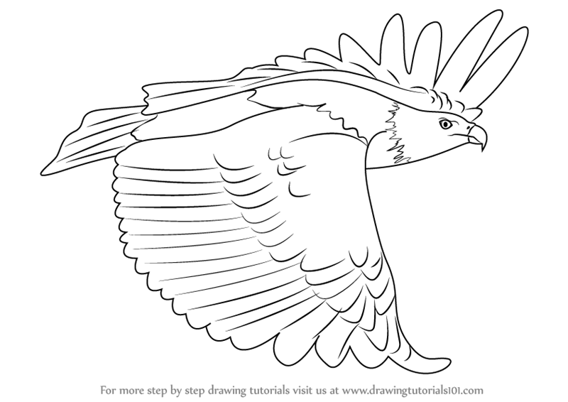 800x566 learn how to draw a african fish eagle in flight - Eagle In Flight Drawing