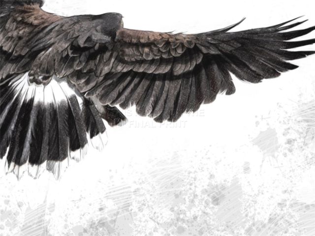 640x480 art print poster painting drawing eagle flying flight wings bird - Eagle In Flight Drawing