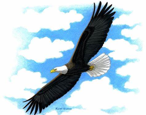 474x374 Bald Eagle Flying Drawing Gtgt - Eagle In Flight Drawing