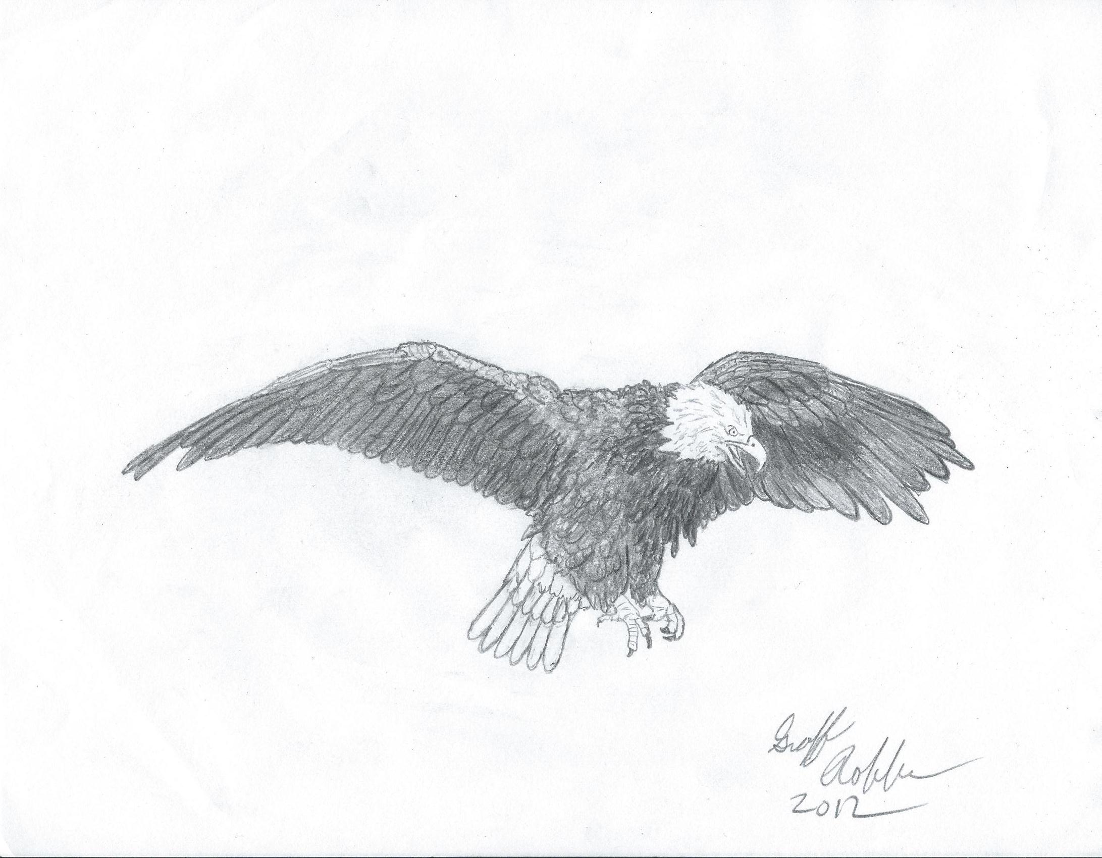 Eagle Landing Drawing at PaintingValley.com | Explore collection of ...