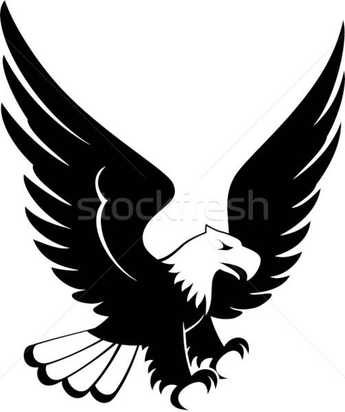 502x600 Eagle Landing Vector Vector Illustration Sergio Hayashi - Eagle Landing Drawing