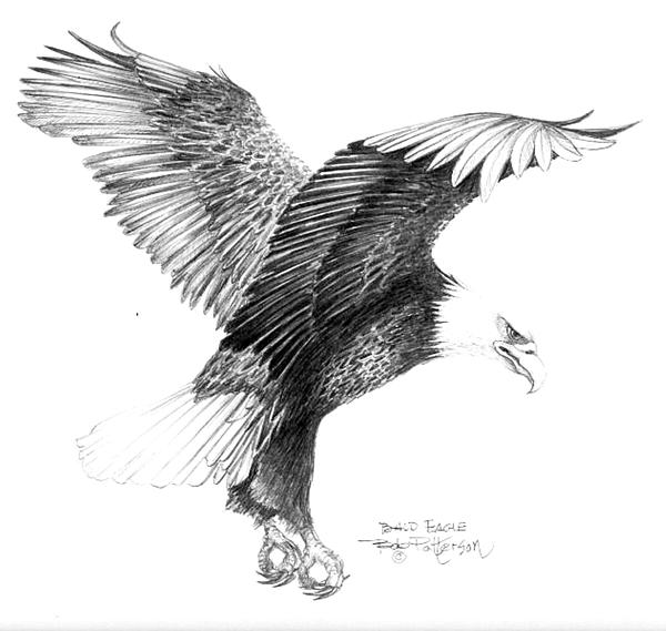 600x569 Pictures Of Landing Eagle Drawing - Eagle Landing Drawing