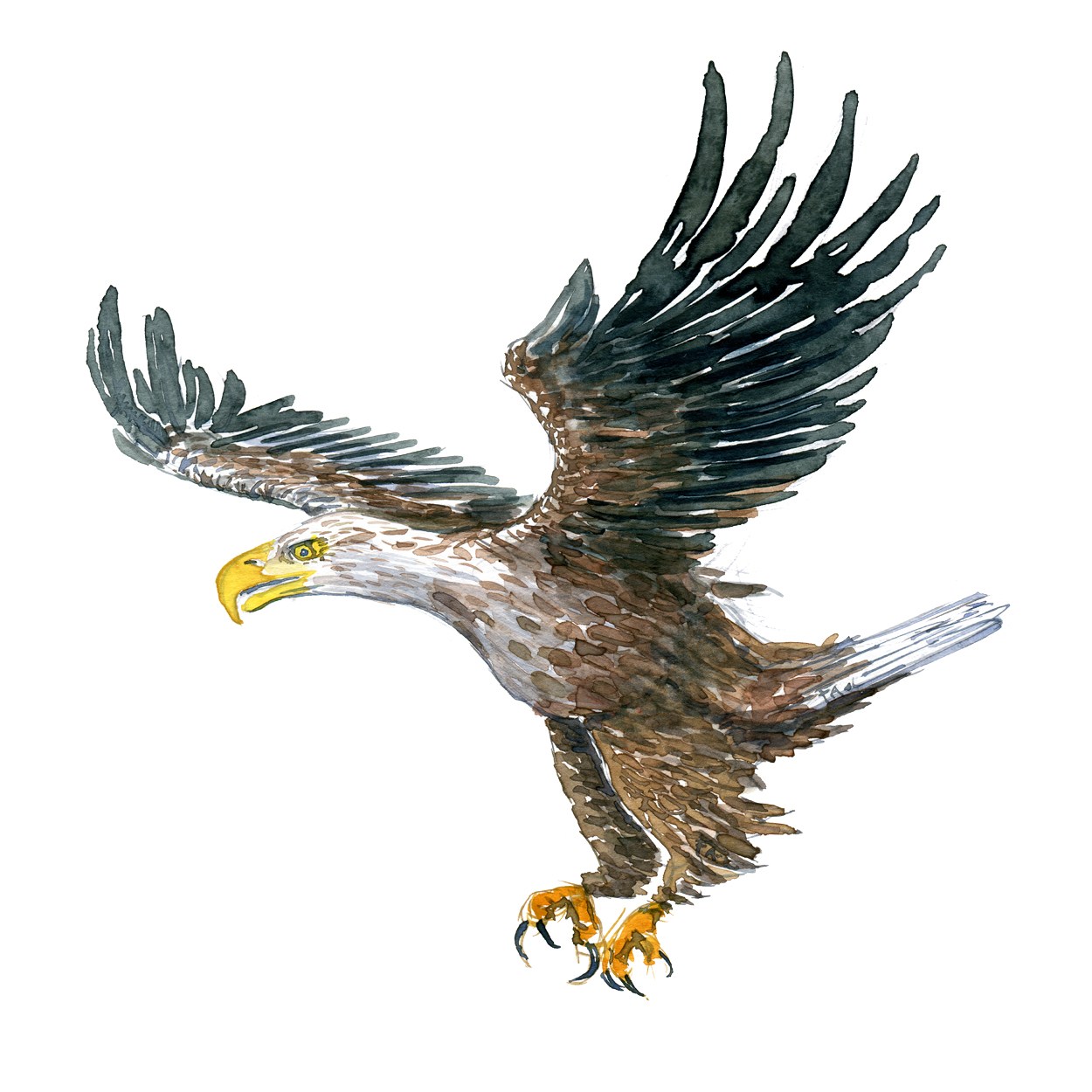 1250x1250 Three Birds Of Prey Watercolors Frits Ahlefeldt Base Camp - Eagle Landing Drawing