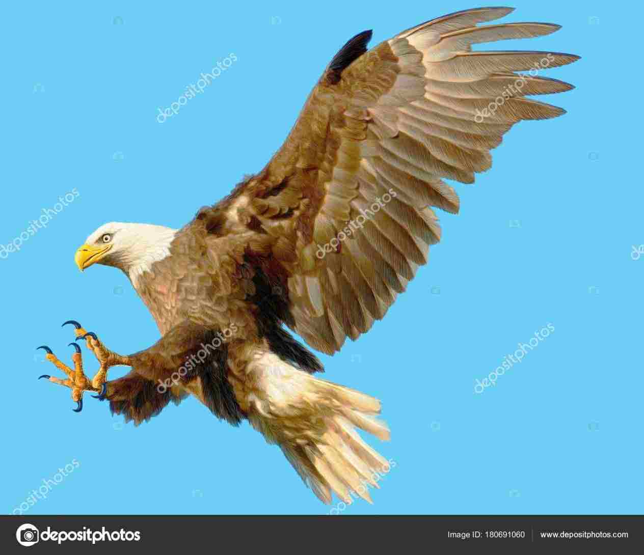1264x1090 Big Open Wings Photo And Desktop Wallpaperrhshotphotoscom - Eagle Landing Drawing