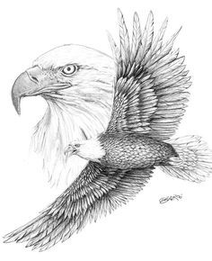 Eagle Landing Drawing at PaintingValley.com | Explore collection of ...