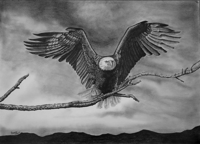 700x502 Pencil - Eagle Landing Drawing