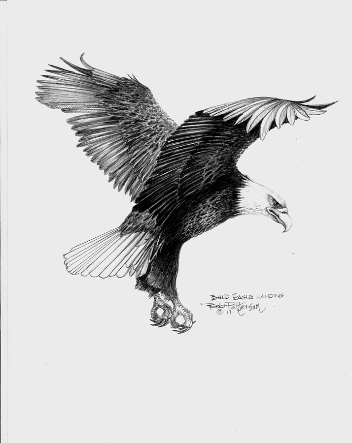 714x900 Bald Eagle Landing Painting - Eagle Landing Drawing
