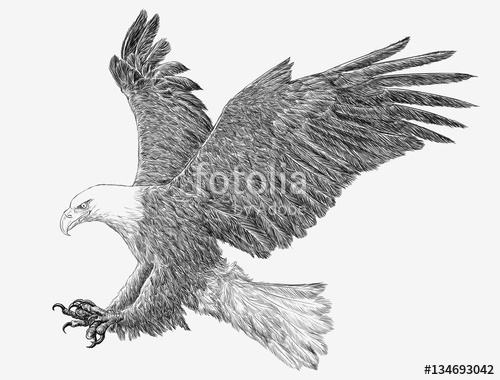 500x380 Bald Eagle Landing Attack Hand Draw Monochrome On White Background - Eagle Landing Drawing