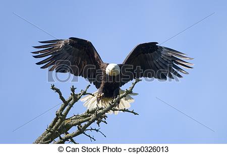 450x306 bald eagle landing an american bald eagle landing on a tree - Eagle Landing Drawing