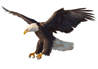 339x240 Draw Photos, Royalty Free Images, Graphics, Vectors Videos - Eagle Landing Drawing