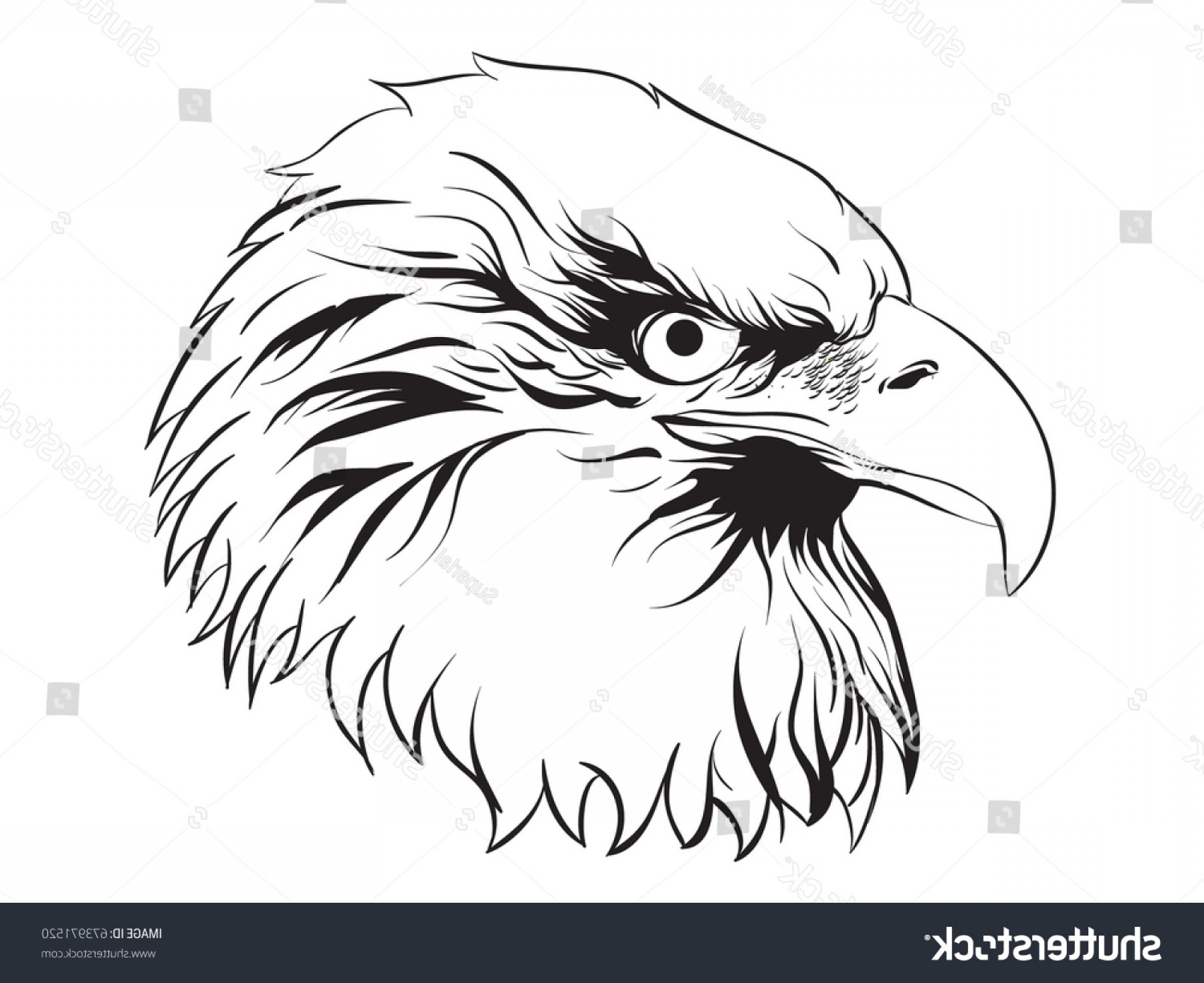 1800x1470 Eagles Vector Draw Illustration Line Art Soidergi - Eagle Line Drawing