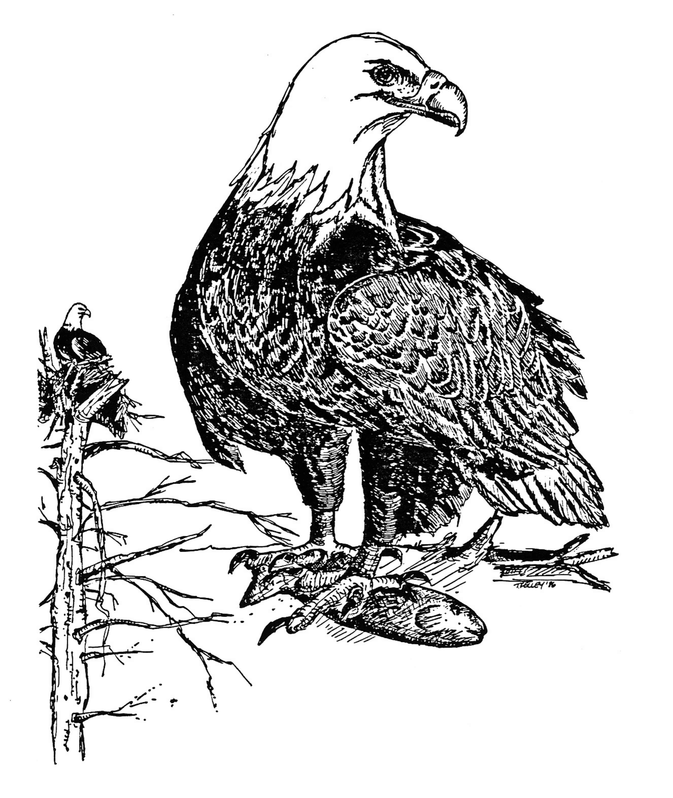 2652x3144 Free Picture Bald, Eagle, Hand, Drawing, Haliaeetus Leucocephalus - Eagle Line Drawing